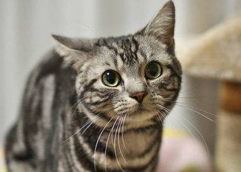 American shorthair cats, All You Need to Know About It