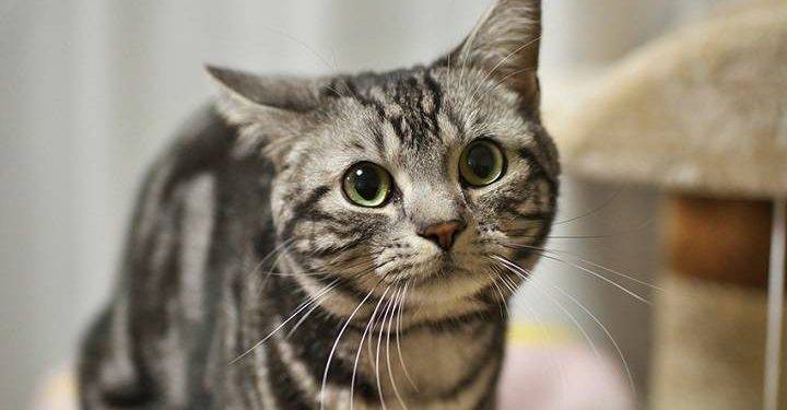 American shorthair cats, All You Need to Know About It